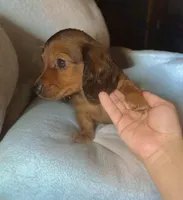 Slinky , a male Miniature Dachshund for sale in Phillipsburg, NJ – Photo 1 of 3
