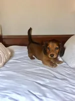 Slinky , a male Miniature Dachshund for sale in Phillipsburg, NJ – Photo 2 of 3