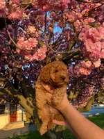 Nugget, a male Poodle - Toy  for sale in Phillipsburg, NJ – 2 of 2