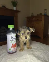 Kendra LaBark, a female Shorkie for sale in Phillipsburg, NJ – Photo 3 of 4