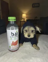 Kendra LaBark, a female Shorkie for sale in Phillipsburg, NJ – Photo 2 of 4