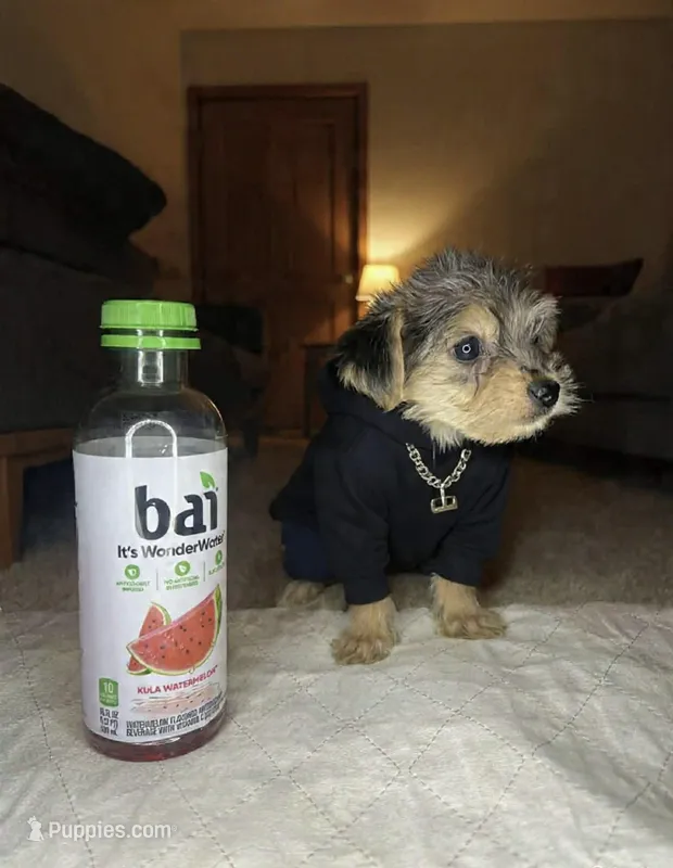 Kendra LaBark – Shorkie puppy for sale in Phillipsburg, NJ