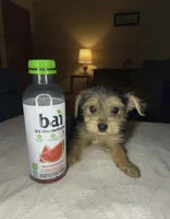 Kendra LaBark, a female Shorkie for sale in Phillipsburg, NJ – Photo 4 of 4