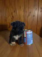 Teacup, a male Pomapoo and Poodle - Toy  for sale in Phillipsburg, NJ – 2 of 6