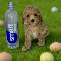 Tiny, a female Poodle - Toy  for sale in Phillipsburg, NJ – Photo 2 of 2