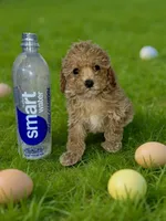 Tiny, a female Poodle - Toy  for sale in Phillipsburg, NJ – Photo 2 of 2