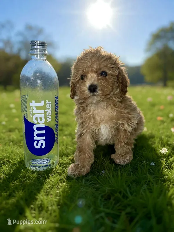 Tiny, a female Poodle - Toy  for sale in Phillipsburg, NJ – Photo 1 of 2