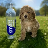 Tiny, a female Poodle - Toy  for sale in Phillipsburg, NJ – Photo 1 of 2