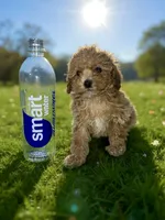 Tiny, a female Poodle - Toy  for sale in Phillipsburg, NJ – Photo 1 of 2