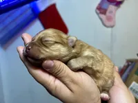 Fatty, a female Pomeranian for sale in Phillipsburg, NJ – Photo 2 of 4