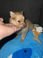 Fatty, a female Pomeranian for sale in Phillipsburg, NJ – Photo 3 of 4