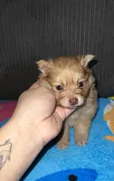 Fatty, a female Pomeranian for sale in Phillipsburg, NJ – Photo 1 of 4