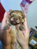 Fatty, a female Pomeranian for sale in Phillipsburg, NJ – Photo 4 of 4