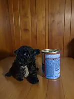 Tiny , a male Pomapoo and Poodle - Toy  for sale in Phillipsburg, NJ – 1 of 4