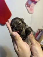 Teddy, a male Pomeranian for sale in Phillipsburg, NJ – Photo 3 of 5