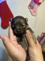 Teddy, a male Pomeranian for sale in Phillipsburg, NJ – Photo 2 of 5