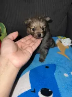 Teddy, a male Pomeranian for sale in Phillipsburg, NJ – Photo 1 of 5