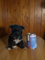 Teacup, a male Pomapoo and Poodle - Toy  for sale in Phillipsburg, NJ – 6 of 6