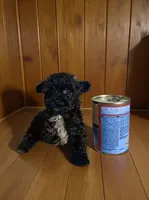 Tiny , a male Pomapoo and Poodle - Toy  for sale in Phillipsburg, NJ – 2 of 4