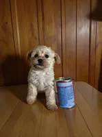 Teddy, a male Pomapoo and Poodle - Toy  for sale in Phillipsburg, NJ – 3 of 4