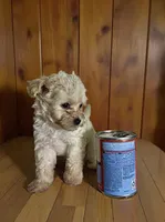 Teddy, a male Pomapoo and Poodle - Toy  for sale in Phillipsburg, NJ – 2 of 4