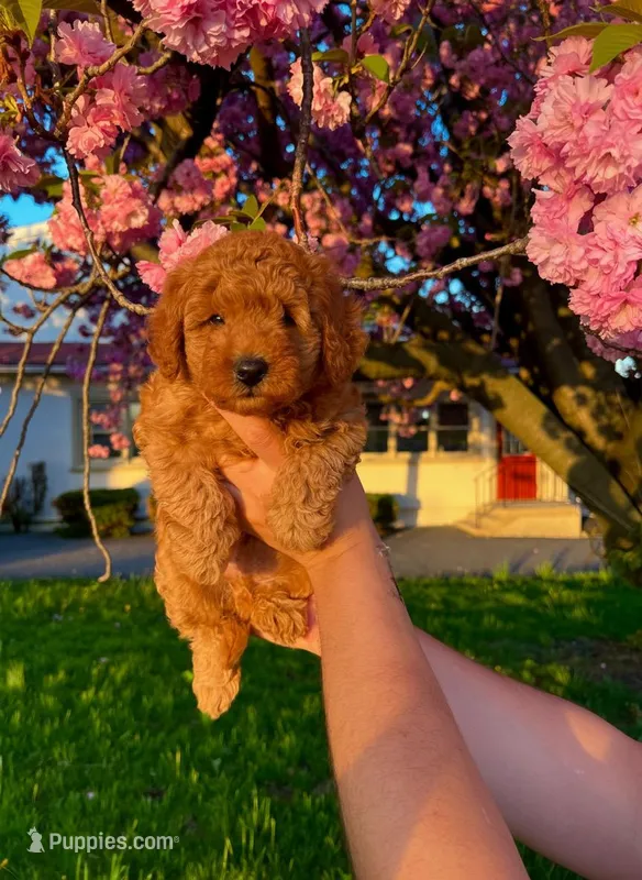 Bear  – Poodle - Toy  puppy for sale in Phillipsburg, NJ