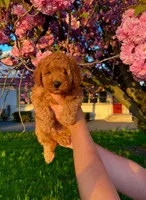 Bear , a male Poodle - Toy  for sale in Phillipsburg, NJ – Photo 1 of 3