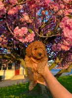 Bear , a male Poodle - Toy  for sale in Phillipsburg, NJ – Photo 3 of 3