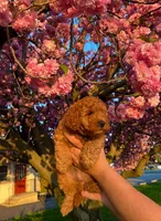 Bear , a male Poodle - Toy  for sale in Phillipsburg, NJ – Photo 2 of 3