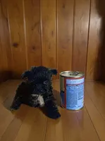 Tiny , a male Pomapoo and Poodle - Toy  for sale in Phillipsburg, NJ – 3 of 4