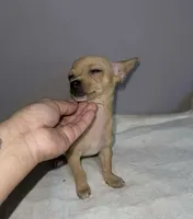 Pinky, a female Chihuahua for sale in Phillipsburg, NJ – Photo 2 of 2