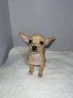 Pinky, a female Chihuahua for sale in Phillipsburg, NJ – Photo 1 of 2