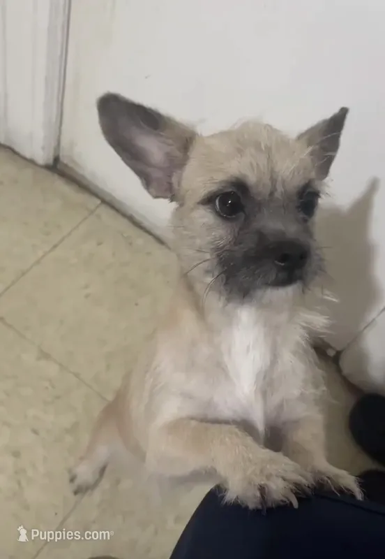 Tobey McGuire  – Chihuahua, Yorkshire Terrier puppy for sale in Phillipsburg, NJ