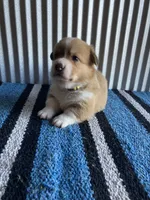 Cowboy , a male Pembroke Welsh Corgi for sale in Belgrade, MN – 3 of 6