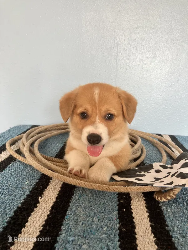 Cowboy  – Pembroke Welsh Corgi puppy for sale in Belgrade, MN