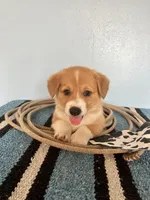 Cowboy , a male Pembroke Welsh Corgi for sale in Belgrade, MN – 4 of 8