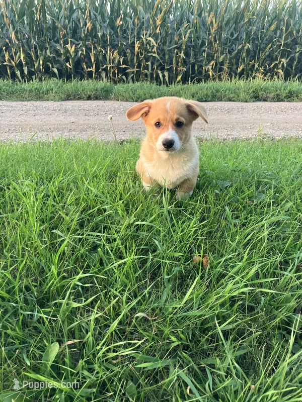 Cowboy  – Pembroke Welsh Corgi puppy for sale in Belgrade, MN