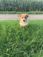 Cowboy , a male Pembroke Welsh Corgi for sale in Belgrade, MN – 1 of 8