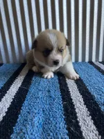 Buckaroo, a male Pembroke Welsh Corgi for sale in Belgrade, MN – 2 of 3