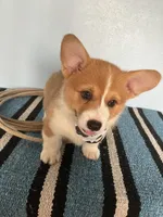 Drover , a male Pembroke Welsh Corgi for sale in Belgrade, MN – 3 of 9