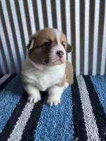 Drover , a male Pembroke Welsh Corgi for sale in Belgrade, MN – 1 of 4