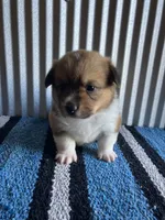 Annie , a female Pembroke Welsh Corgi for sale in Belgrade, MN – 3 of 5