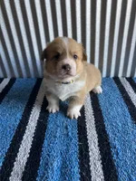 Cowboy , a male Pembroke Welsh Corgi for sale in Belgrade, MN – 4 of 6