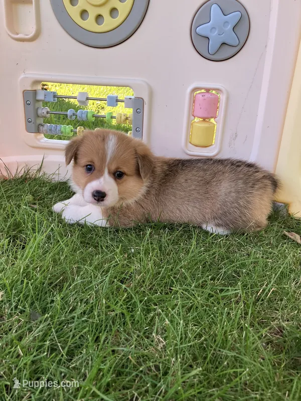 Drover  – Pembroke Welsh Corgi puppy for sale in Belgrade, MN