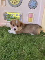 Drover , a male Pembroke Welsh Corgi for sale in Belgrade, MN – 4 of 9