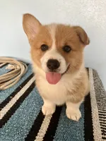 Dally , a male Pembroke Welsh Corgi for sale in Belgrade, MN – 4 of 7