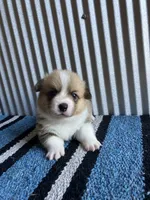 Buckaroo, a male Pembroke Welsh Corgi for sale in Belgrade, MN – 3 of 3