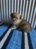 Annie , a female Pembroke Welsh Corgi for sale in Belgrade, MN – 1 of 5