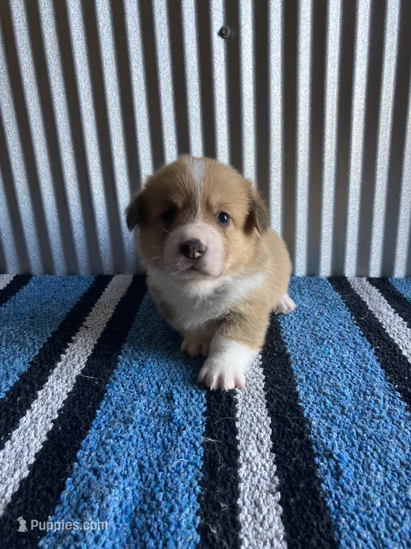 Cowboy  – Pembroke Welsh Corgi puppy for sale in Belgrade, MN