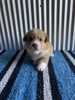 Cowboy , a male Pembroke Welsh Corgi for sale in Belgrade, MN – 1 of 6